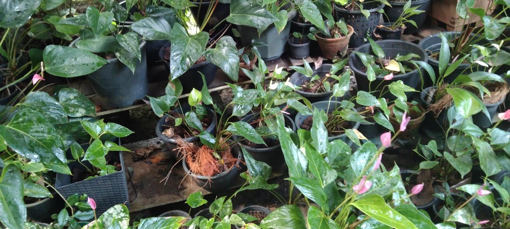 Kanneliya Eco Garden Hotel Koralegama المظهر الخارجي الصورة